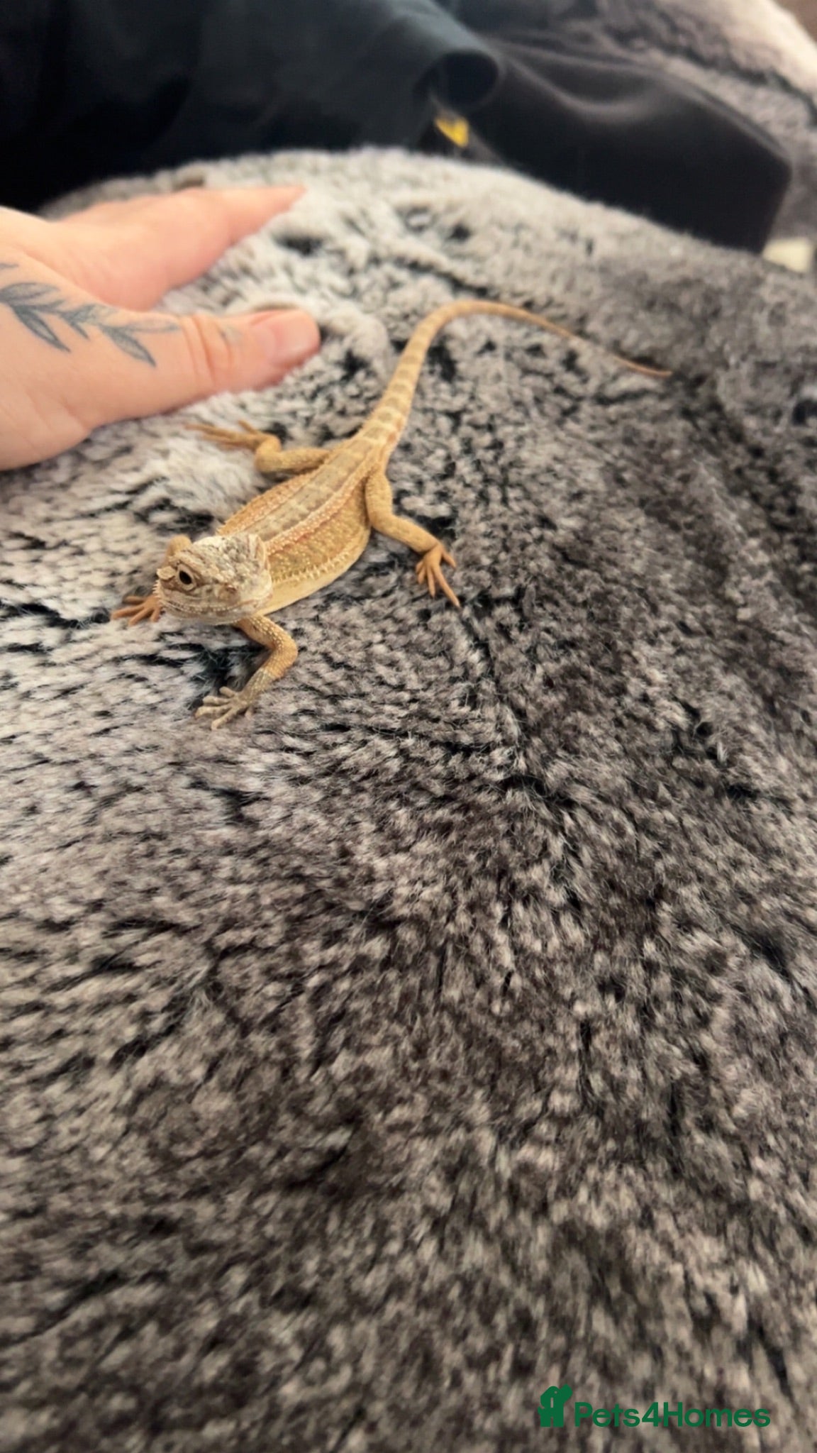 Dragon reptiles Bearded dragon - Advert 2