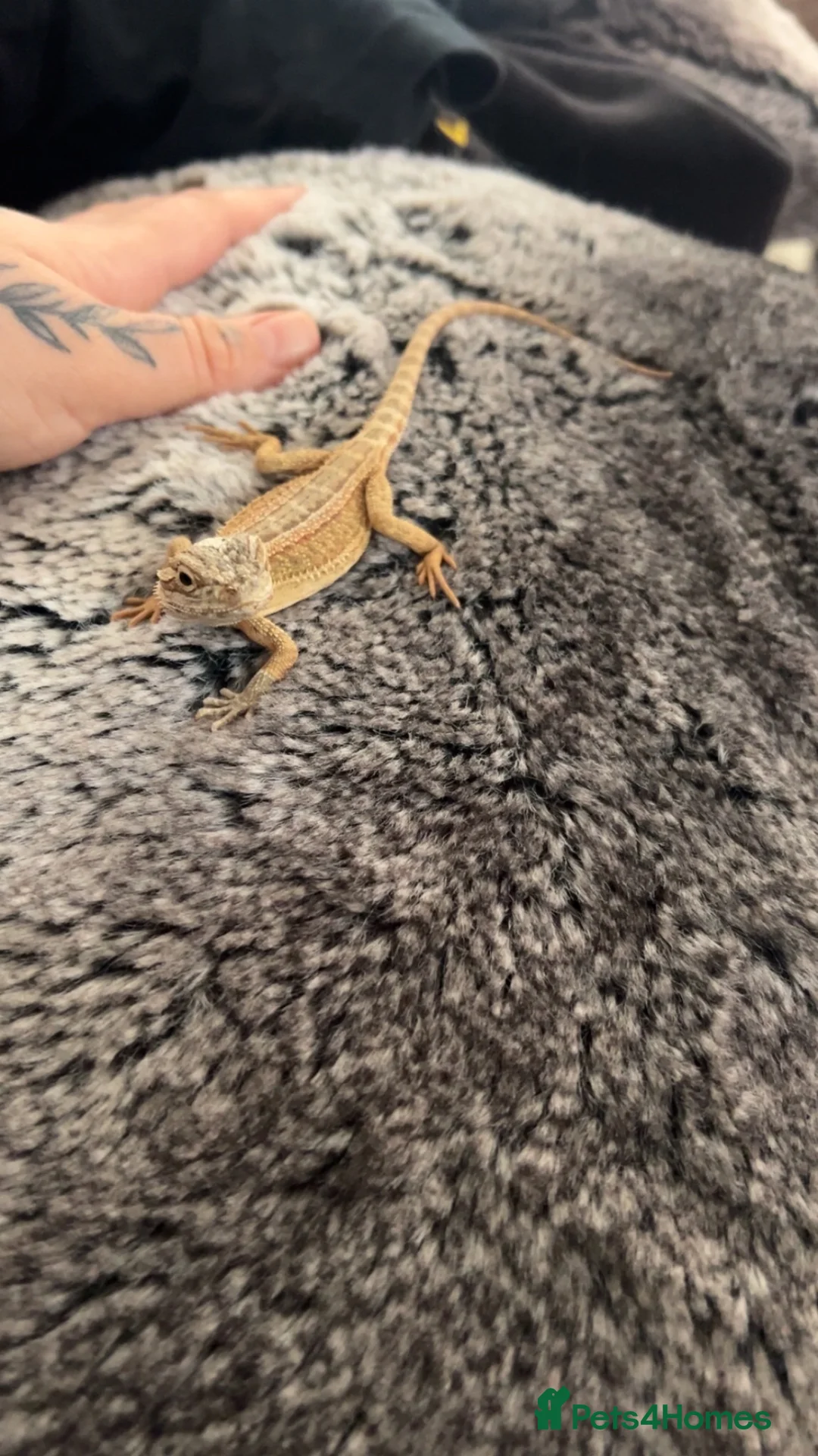 Dragon reptiles for sale: Bearded dragon - Advert 1