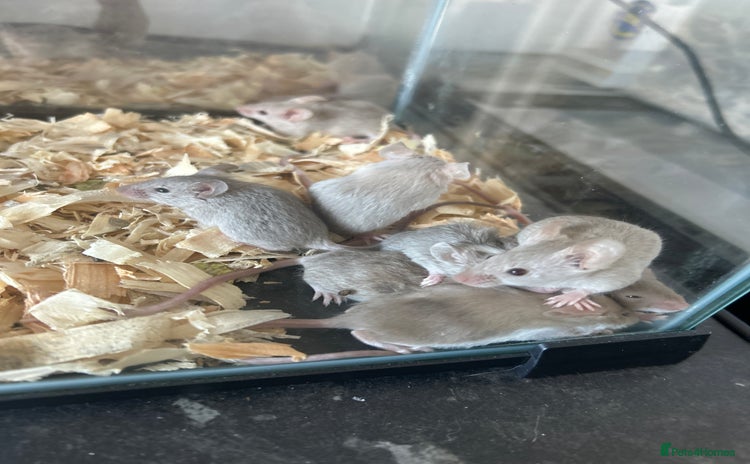 Mouse rodents in Manchester - Advert 10