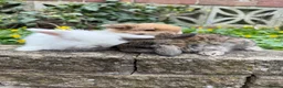 Mini Lop rabbits for sale: Top quality mini lops - Advert 3
