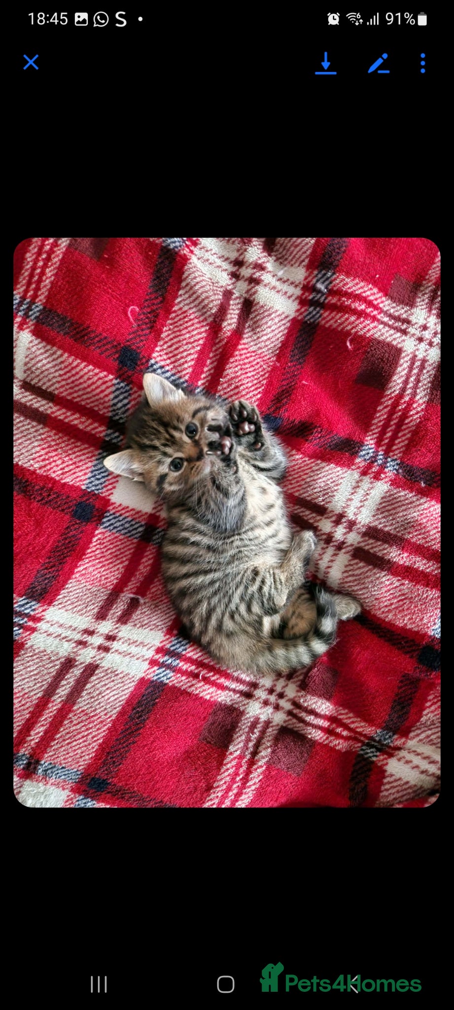 British Shorthair cats British shorthair  - Advert 1