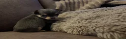 Chihuahua dogs for sale: 2 female quality chi pups available  - Advert 9