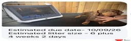 Miniature Dachshund dogs for sale: Miniature dachshund puppies  - Advert 1