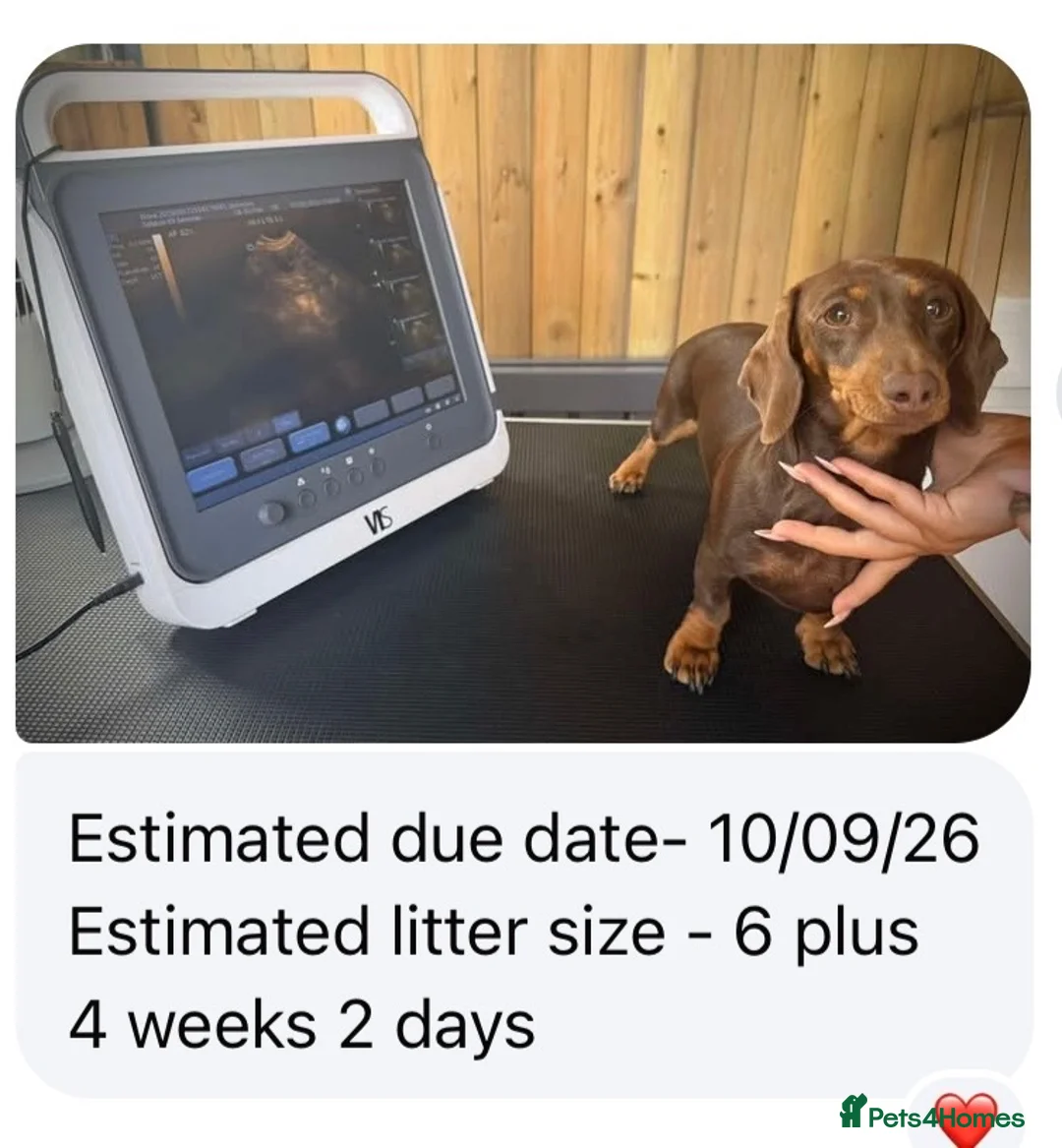 Miniature Dachshund dogs for sale: Miniature dachshund puppies  - Advert 1