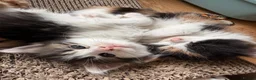 Mixed Breed cats for sale: Ragdoll x mainecoon cross  - Advert 4