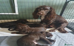 Cocker Spaniel dogs for sale: Working Cocker Spaniels  - Image 15