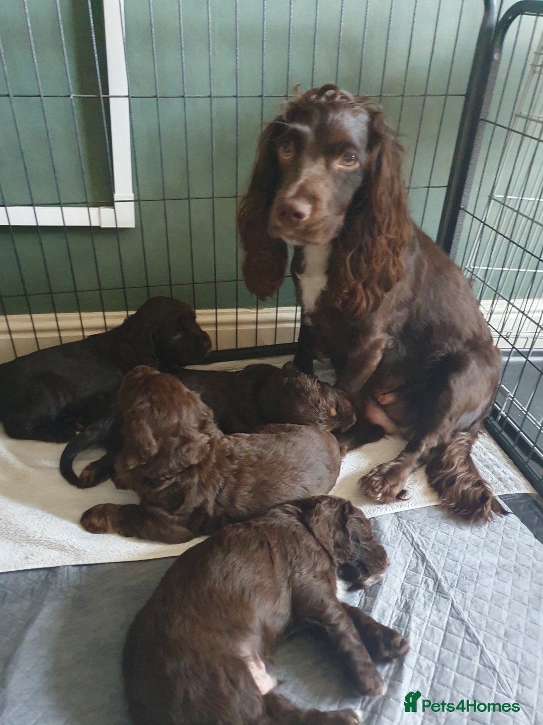 Cocker Spaniel dogs for sale: Working Cocker Spaniels  - Image 15