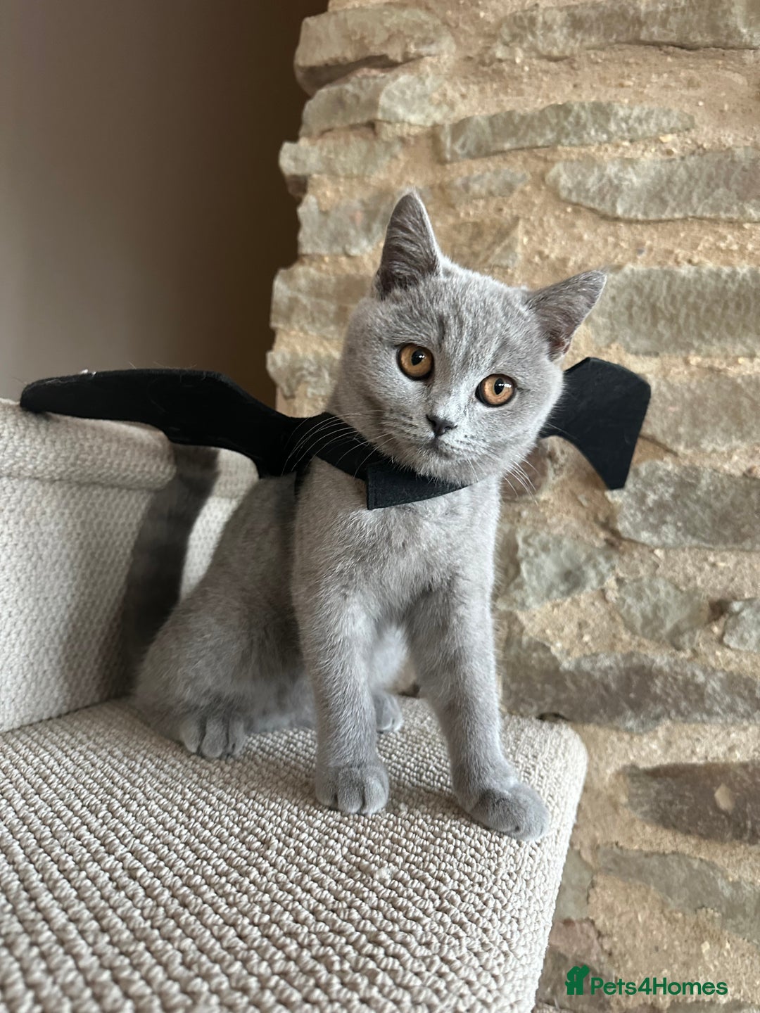 British Shorthair cats for sale: British Shorthair Cross kittens  - Image 10