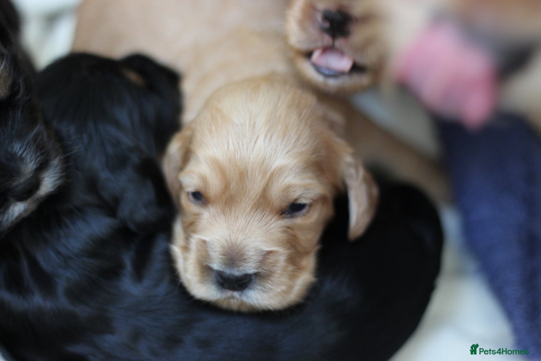 Cockapoo dogs for sale: Beautiful, Rare Cockapoo Puppies – Ready 17th Nov - Image 14