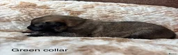 German Shepherd dogs for sale: Beautiful German Shepherd Cross Puppies - Advert 5