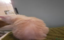 Maine Coon cats for sale: Maine Coon kittens for sale CF81  - Image 16