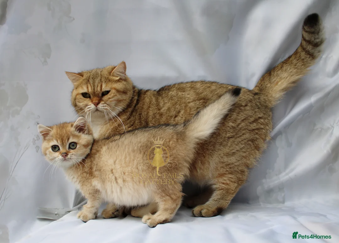 British Shorthair cats for sale: Super loving boy  - Advert 2