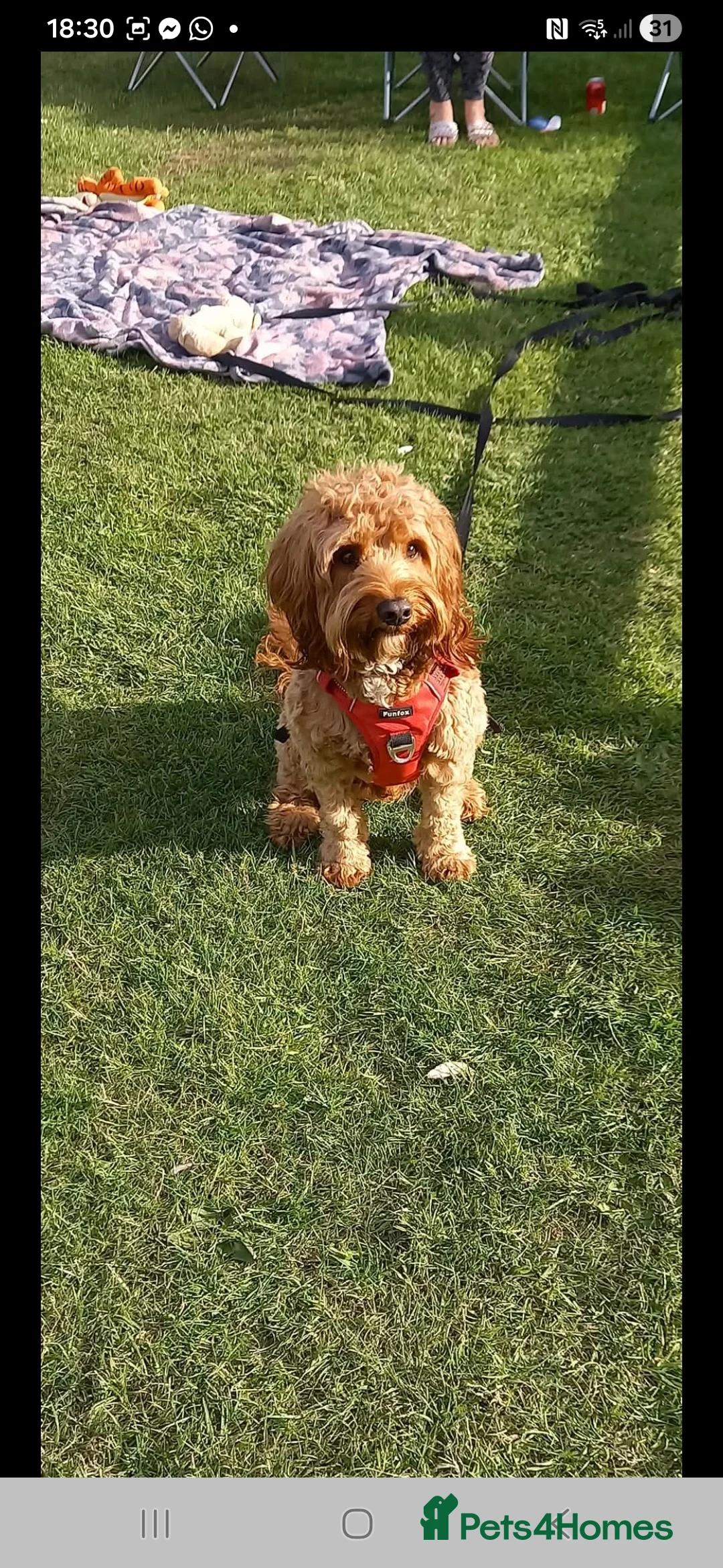 Cockapoo dogs for sale: F1B Red and fox red cockapoo litter - Advert 7