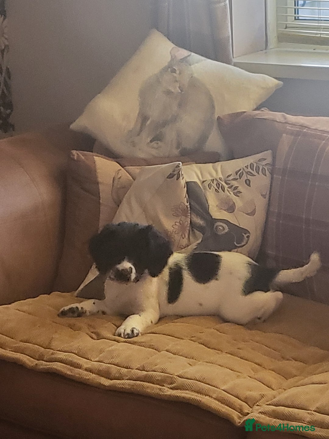 English Springer Spaniel dogs for sale: English springer spaniel pups  - Advert 16