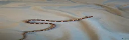 Corn Snake reptiles for sale: Corn snakes  in London - Advert 2