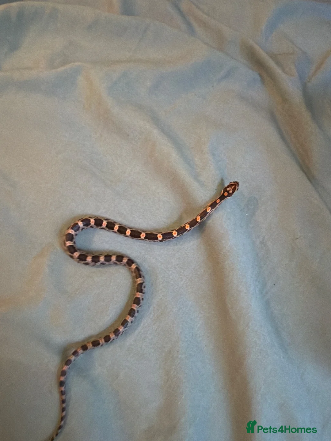 Corn Snake reptiles for sale: Corn snakes  in London - Advert 2