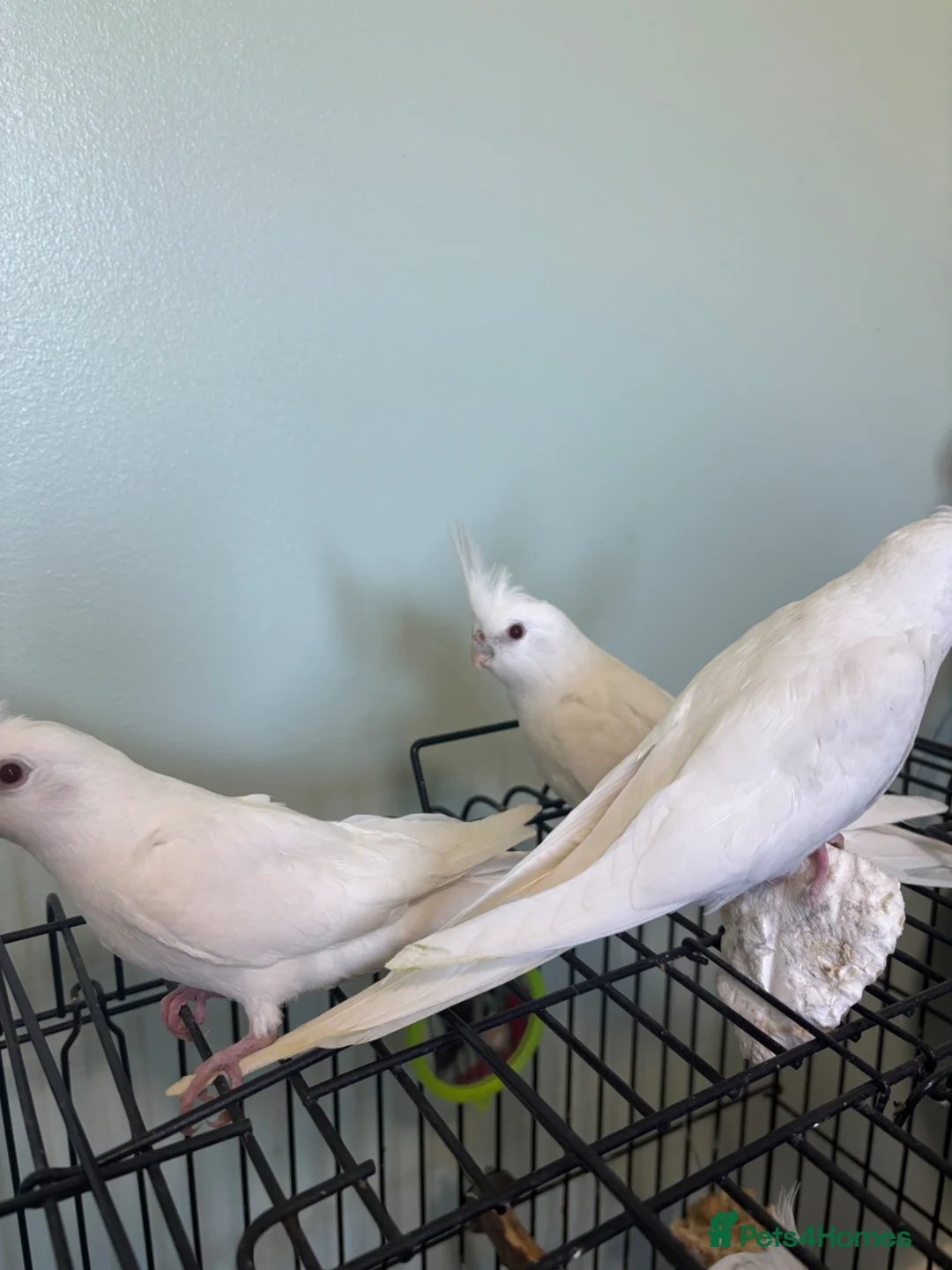 Cockatiels birds for sale: Baby Cockatiels - Albino with red eyes - Advert 2