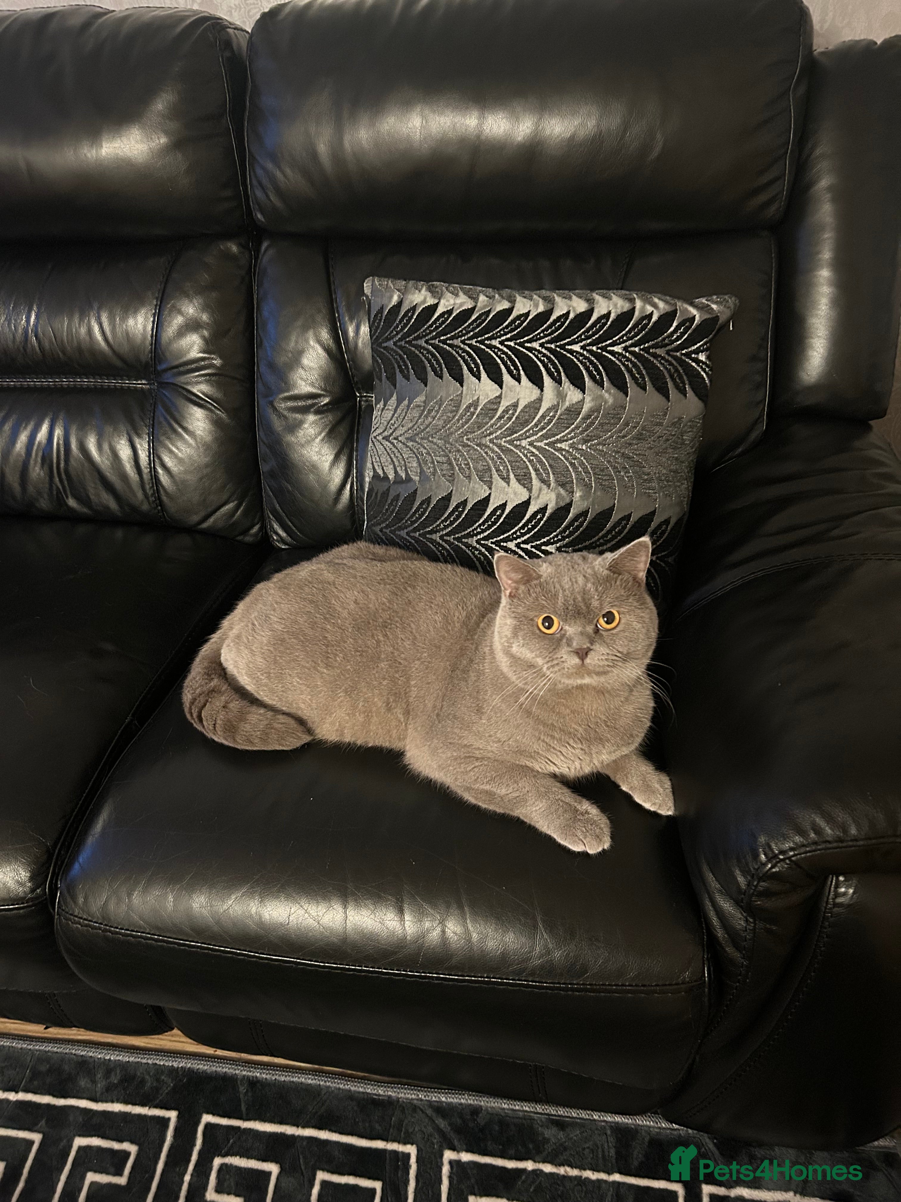 British Shorthair cats Male British Cat 🐱  - Advert 4