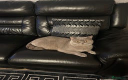 British Shorthair cats for sale: Male British Cat 🐱  - Image 1