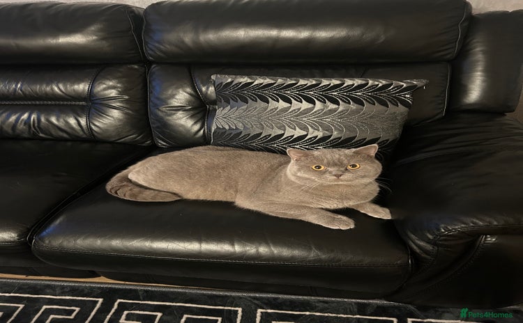 British Shorthair cats - Advert 2