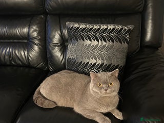 British Shorthair cats for sale - Advert 1