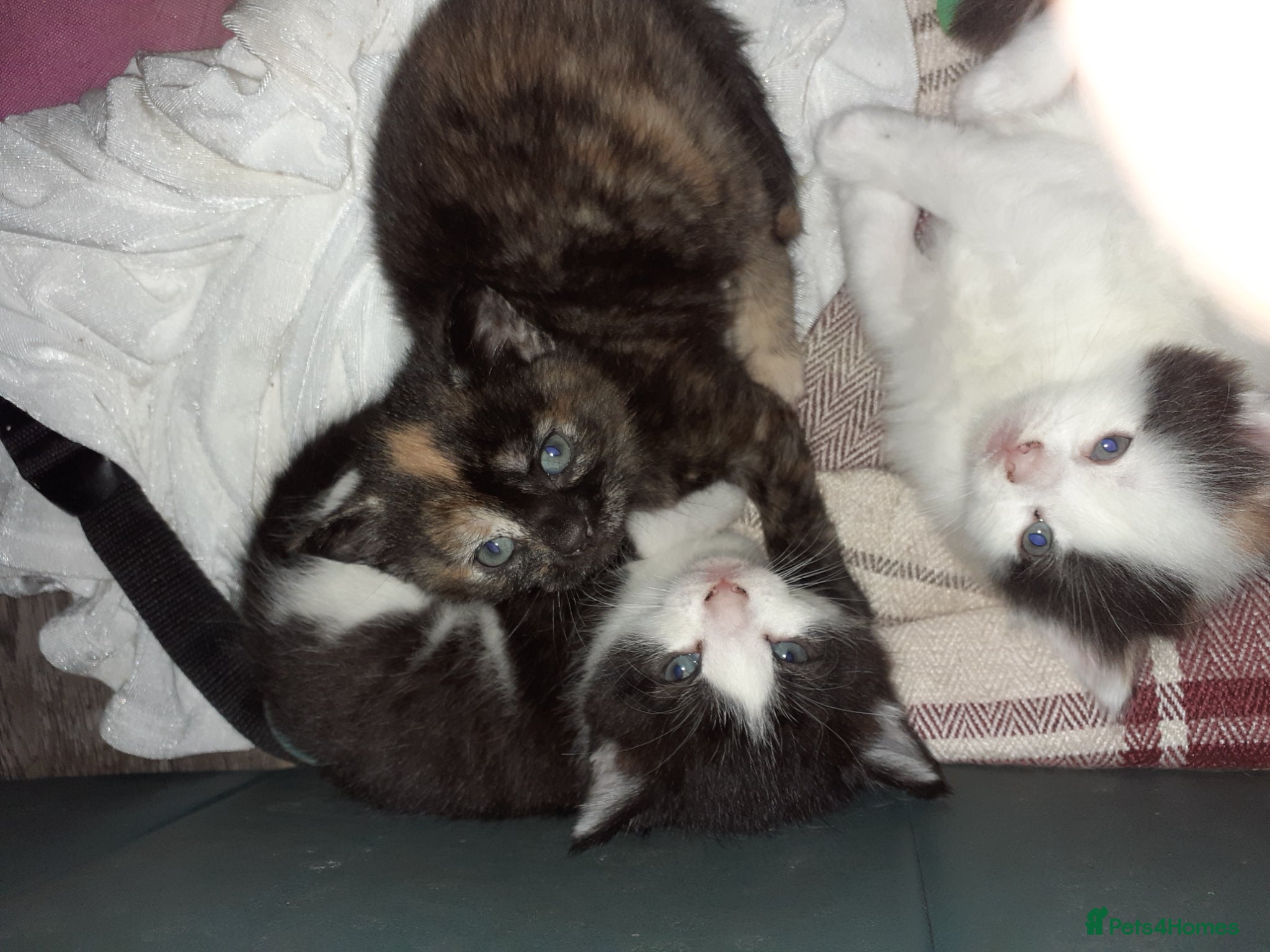 British Shorthair cats Beautiful fur baby Kittens  - Advert 1