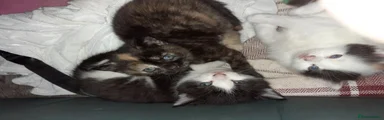 British Shorthair Kitten 2