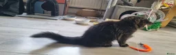 Turkish Angora cats for sale: Sweet, Friendly Kitten Ready Now - Advert 9