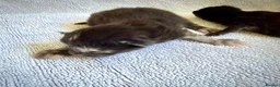 Maine Coon cats for sale: RARE MAINE COON KITTENS UNIQUE COLOUR XL BLOODLINE - Advert 7