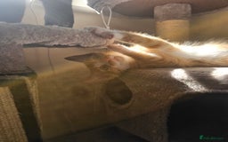 Domestic Shorthair cats for sale: Two ginger brothers  - Image 7