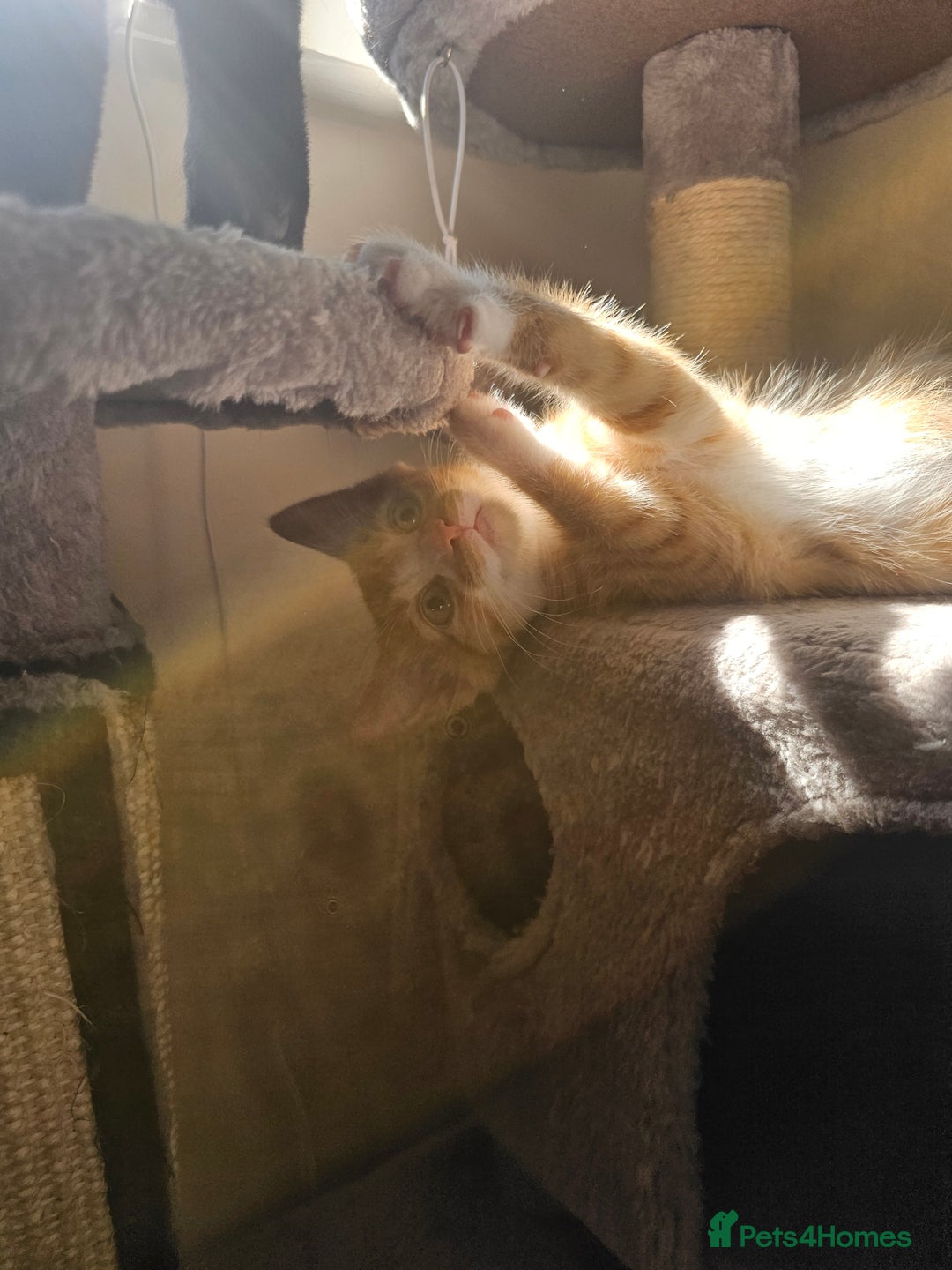 Domestic Shorthair cats for sale: Two ginger brothers  - Image 7
