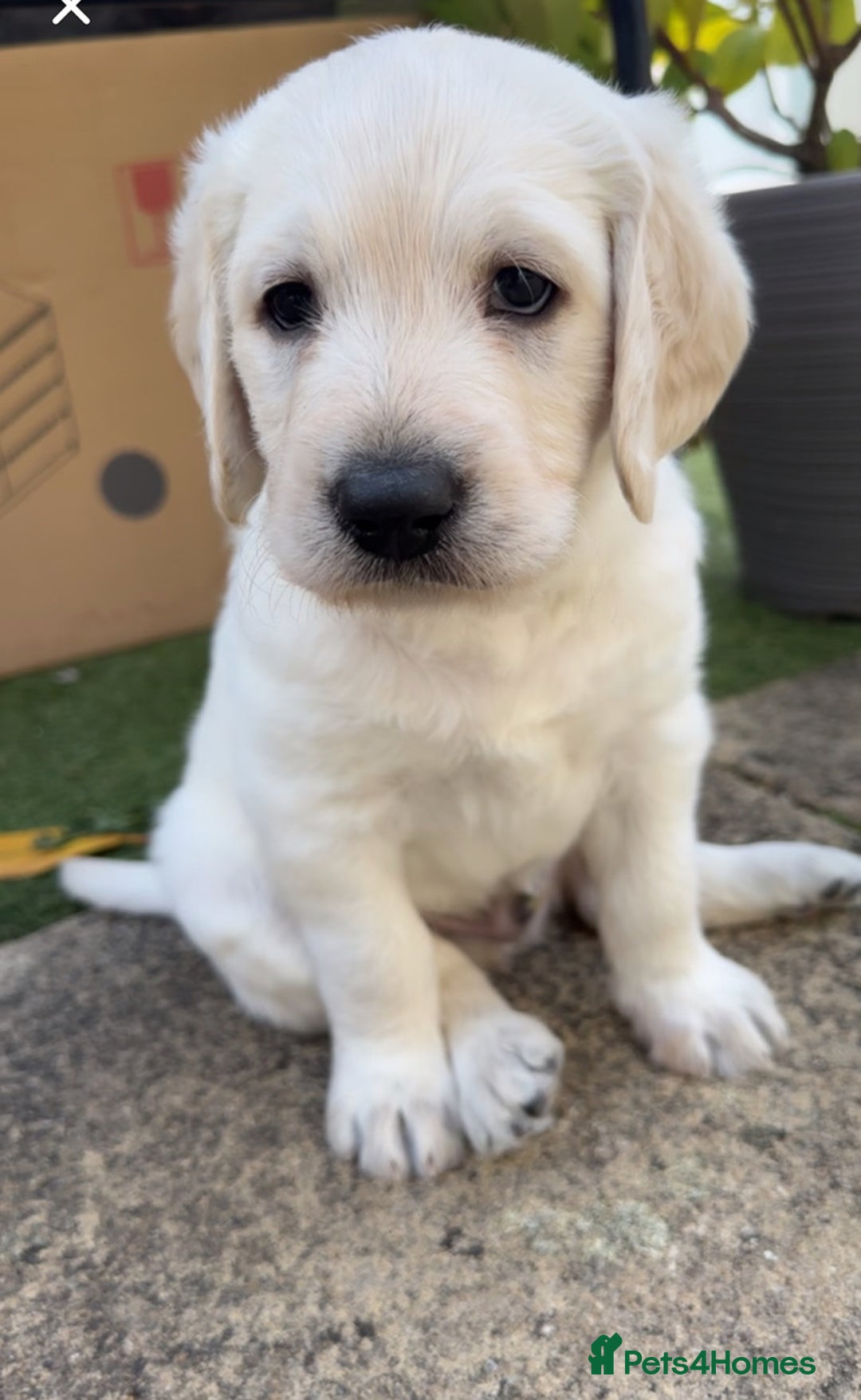 Labradoodle dogs for sale:  Unique,Exceptionally Bred F1 Labradoodles 🐾19/05 in Bristol - Image 5