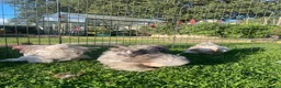Chickens poultry for sale: Pekin Bantam Pullets - Advert 13