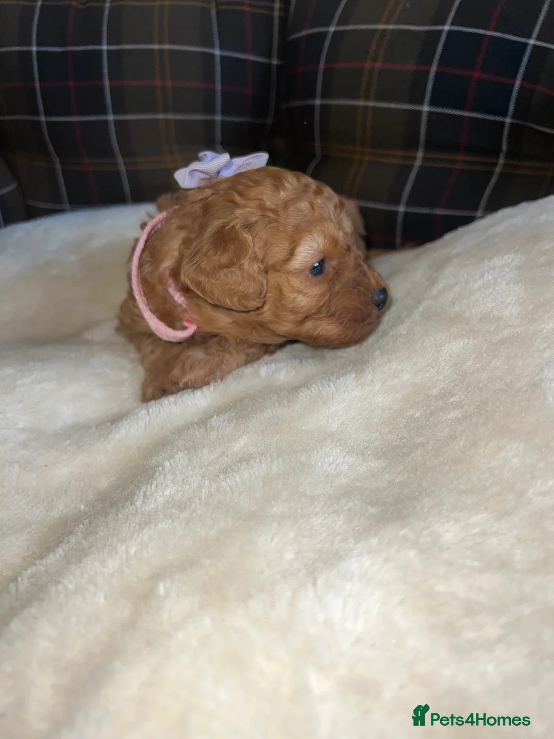 Poodle dogs for sale: 🐶🐶🐶TOY POODLES for sale🐶🐶🐶 - Advert 39