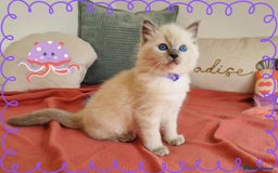 Ragdoll cats for sale: Top-Quality Pedigree Ragdoll Kittens - 3 AVAILABLE - Image 36