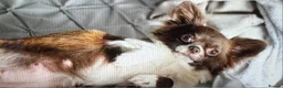 Chihuahua dogs for sale: Quality Chihuahua babies - Advert 9