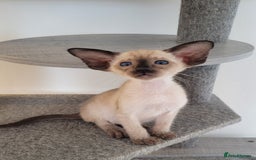 Oriental cats for sale: Oriental Shorthair kittens  - Image 19