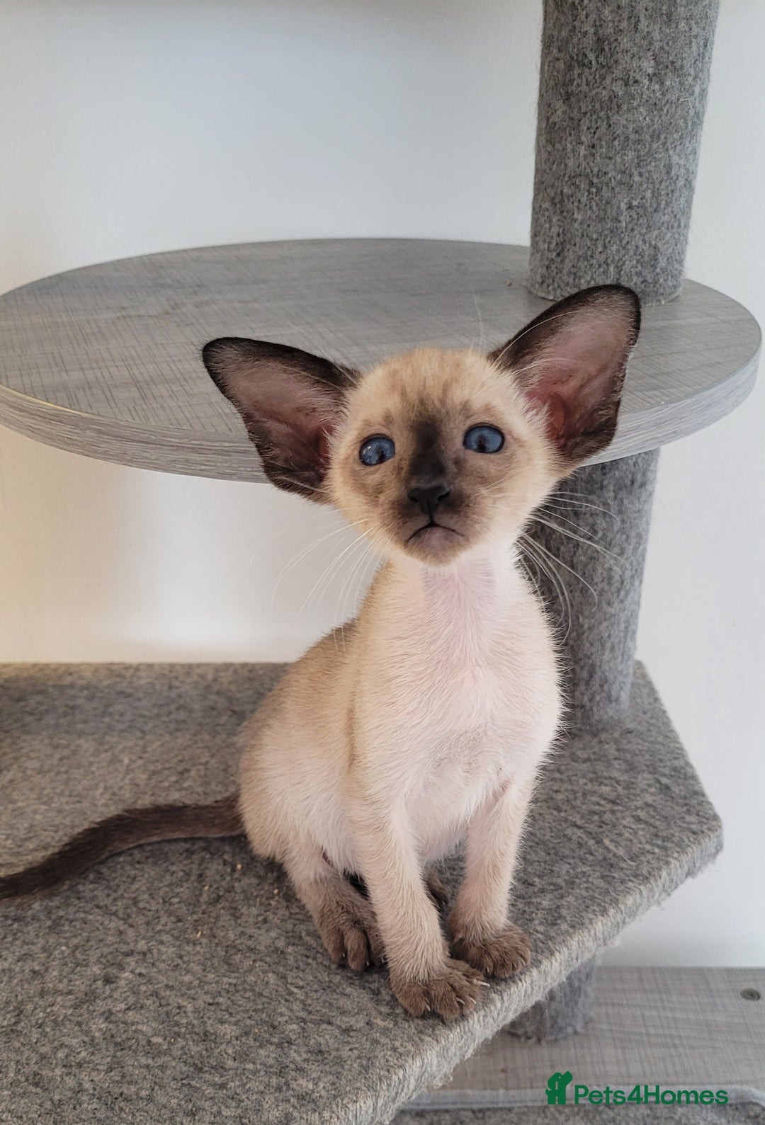 Oriental cats for sale: Oriental Shorthair kittens  - Image 19