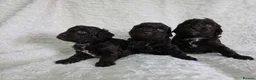 Cavapoo dogs for sale: DNA Tested Chocolate F1b Cavapoos. 2 Boys & 1 Girl - Advert 5