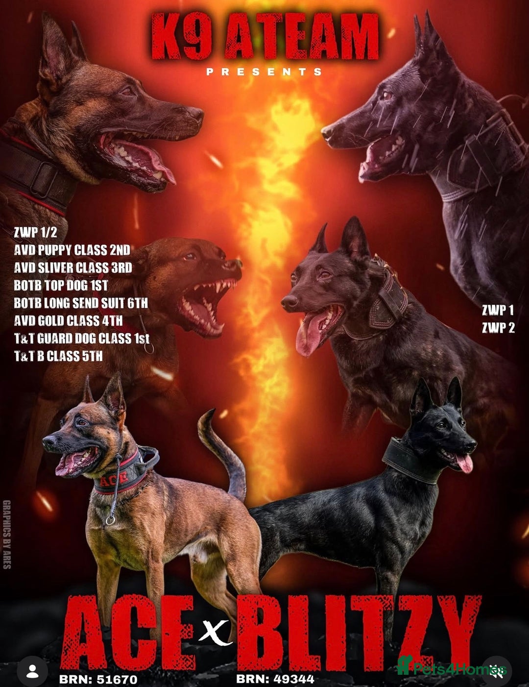 Belgian Shepherd Dog dogs for sale: Dutch Herder pups available!!  - Advert 4