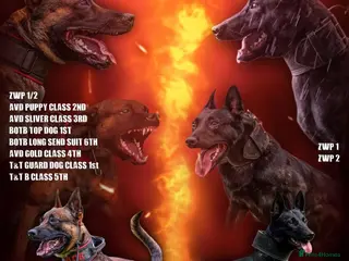 Belgian Shepherd Dog dogs Dutch Herder pups available!! - Advert 6