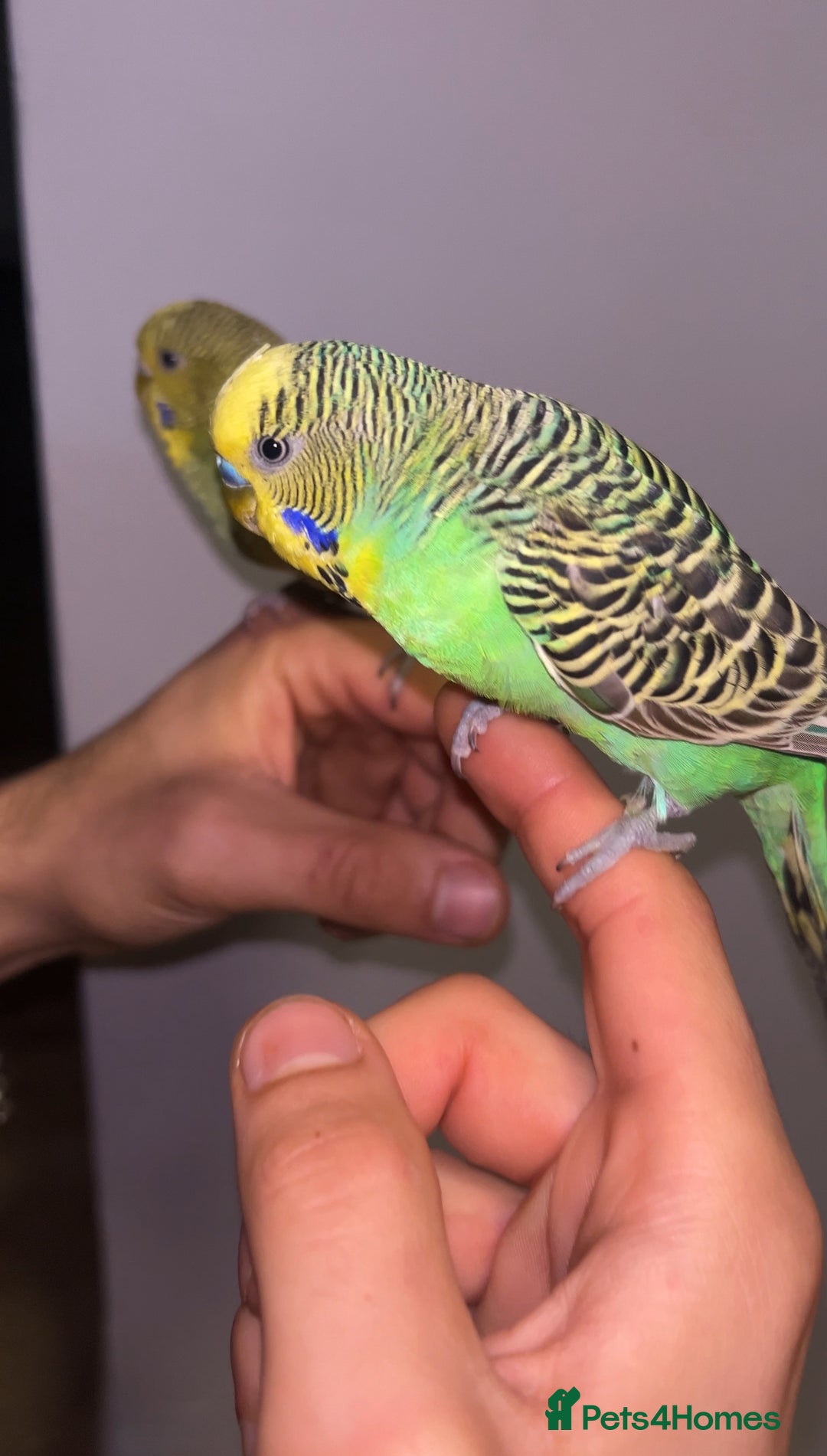 Budgerigars birds for sale: Fully tame bonded pair budgies  - Advert 5