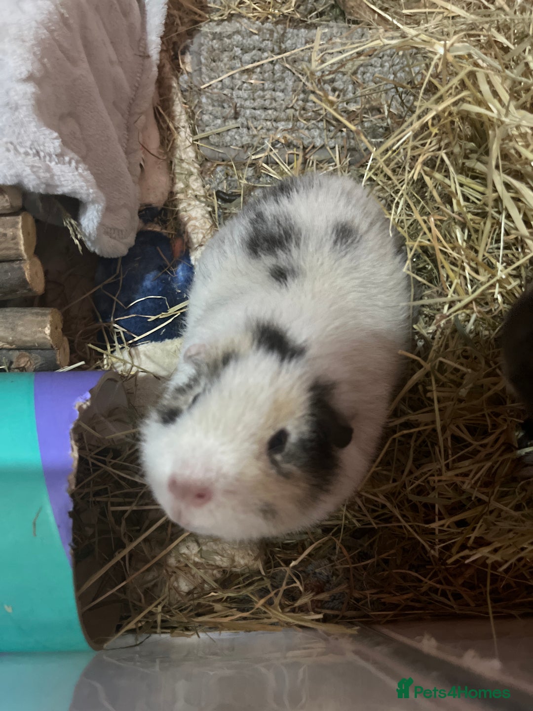 Guinea Pig rodents for sale: Two Male Guinea Pigs Looking for Loving Adult Home - Image 2