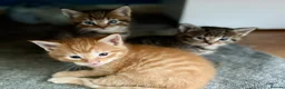 Maine Coon cats for sale: Maine Coon Cross Kittens  - Advert 15
