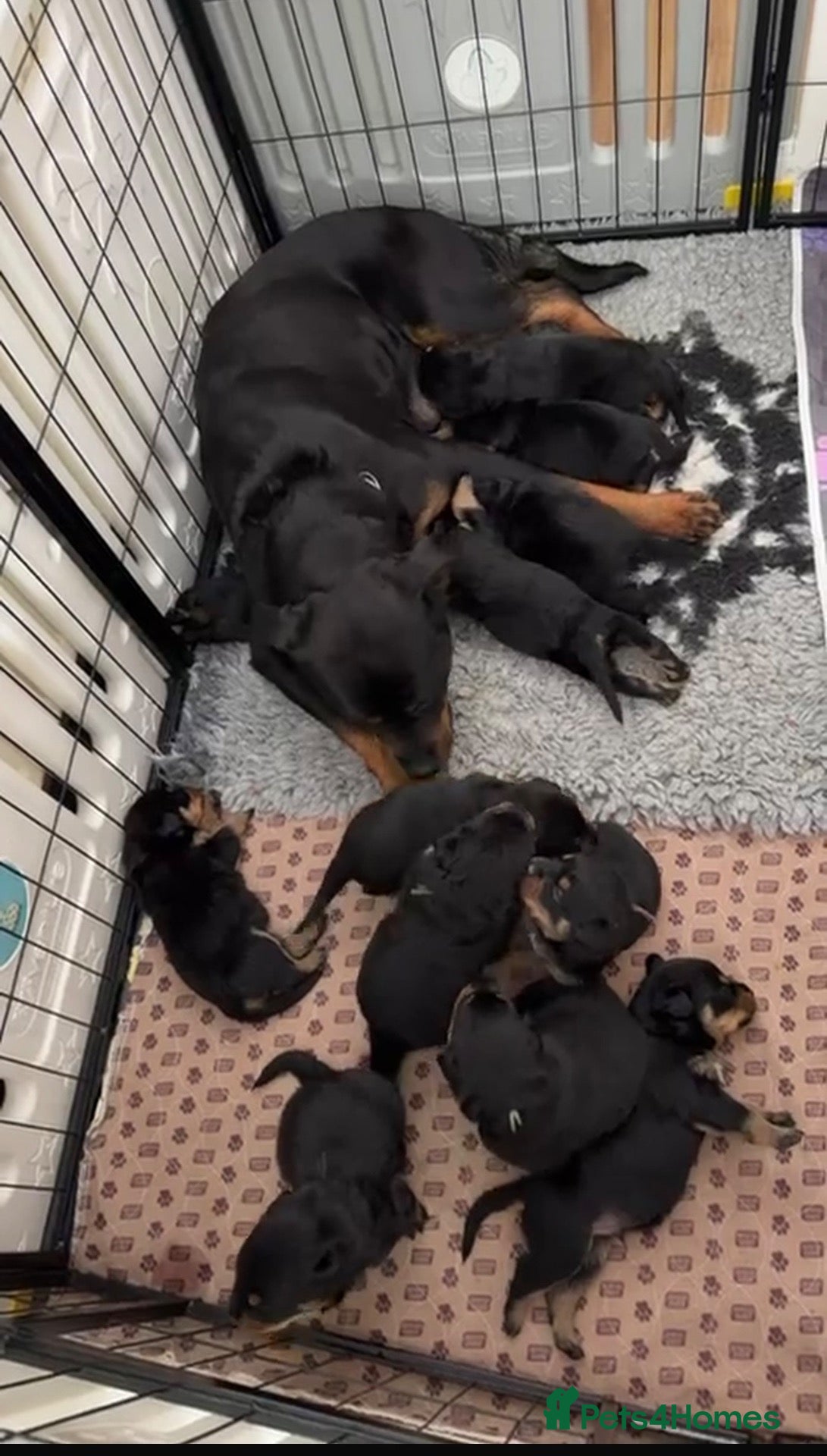 Rottweiler dogs for sale: STUNNING ROTTWEILER PUPS AVAILABLE  - Advert 7