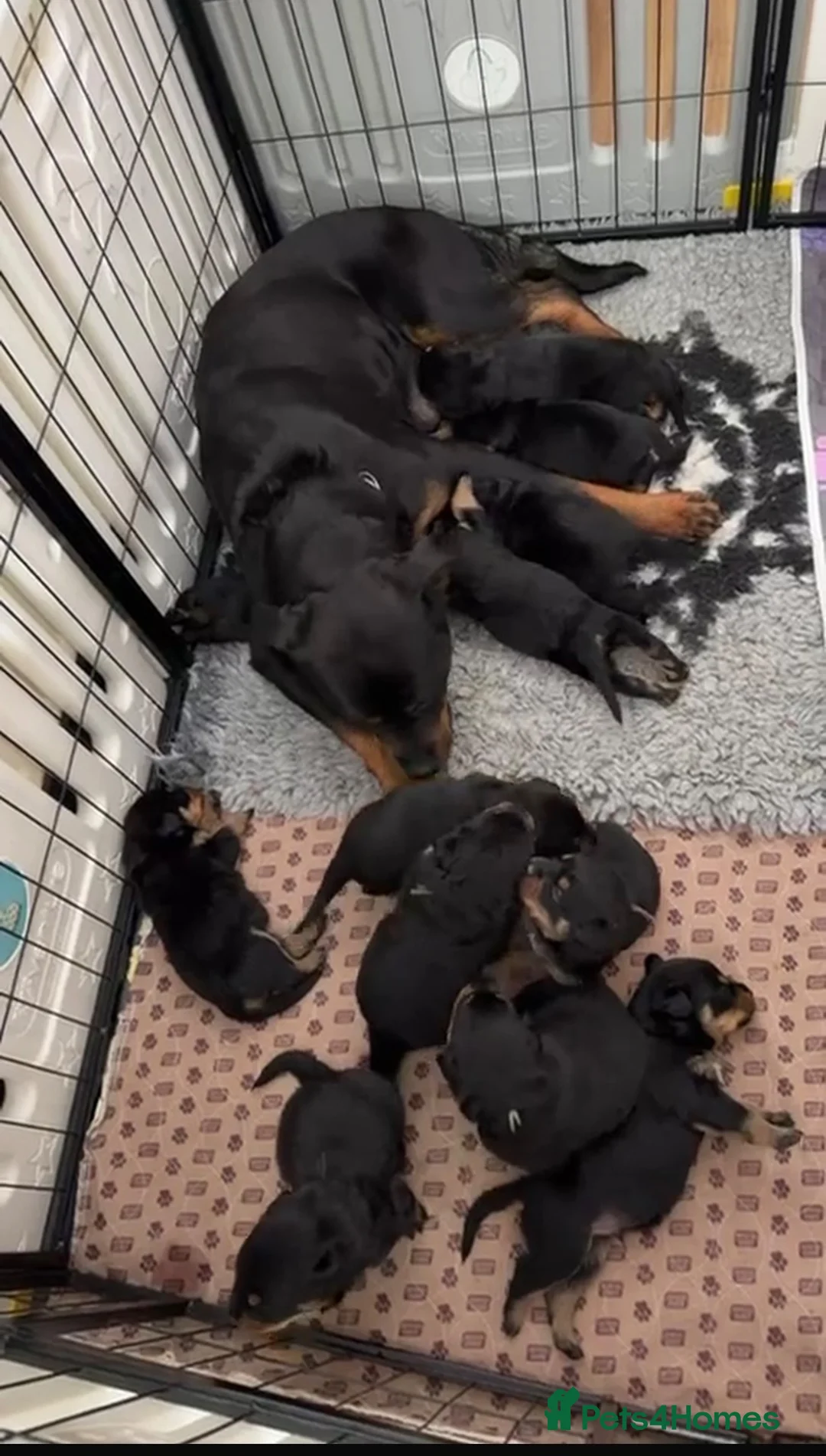 Rottweiler dogs for sale: STUNNING ROTTWEILER PUPS AVAILABLE  in Leicester - Advert 1