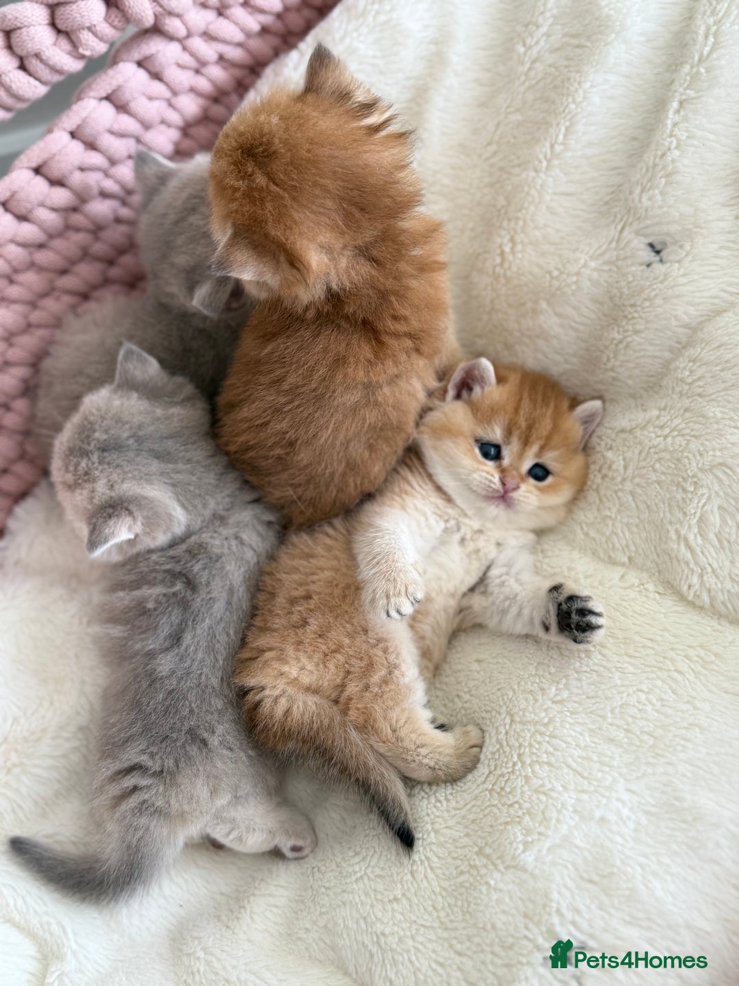 British Shorthair cats for sale: Golden Blue British Shorthair kittens  - Advert 8