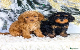 Toy Poodle dogs for stud: KC registered poodle studs in Bolton - Image 4