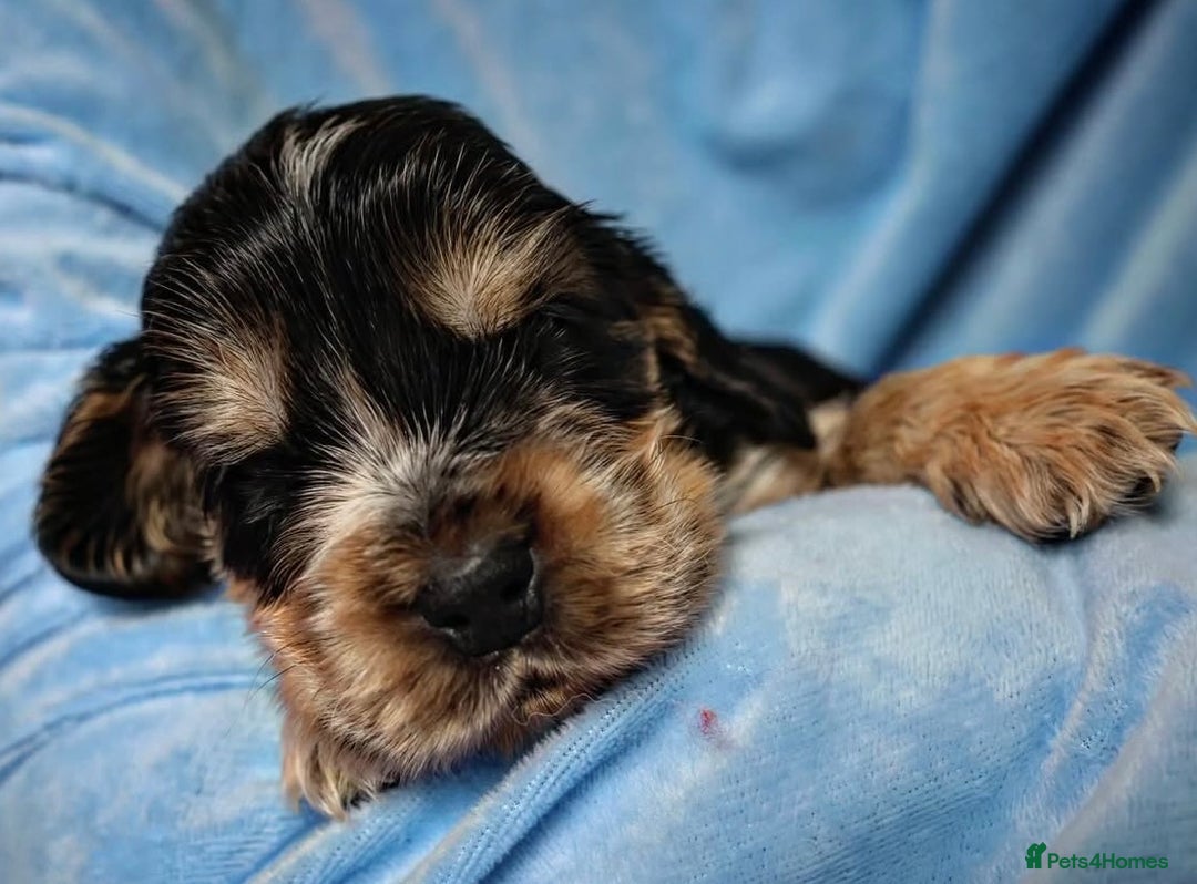 Cocker Spaniel dogs for sale: Beautiful family SHOW cocker spaniels LAST 2 - Image 10