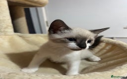 Snowshoe cats for sale: Three stunning snowshoe kittens  - Advert 15